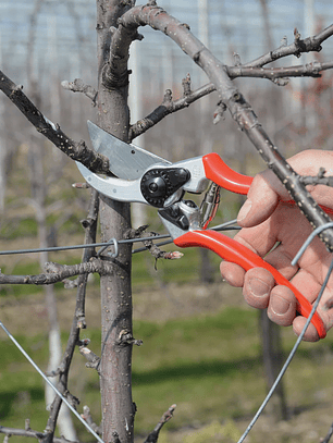 Tesoura de Poda Felco 2