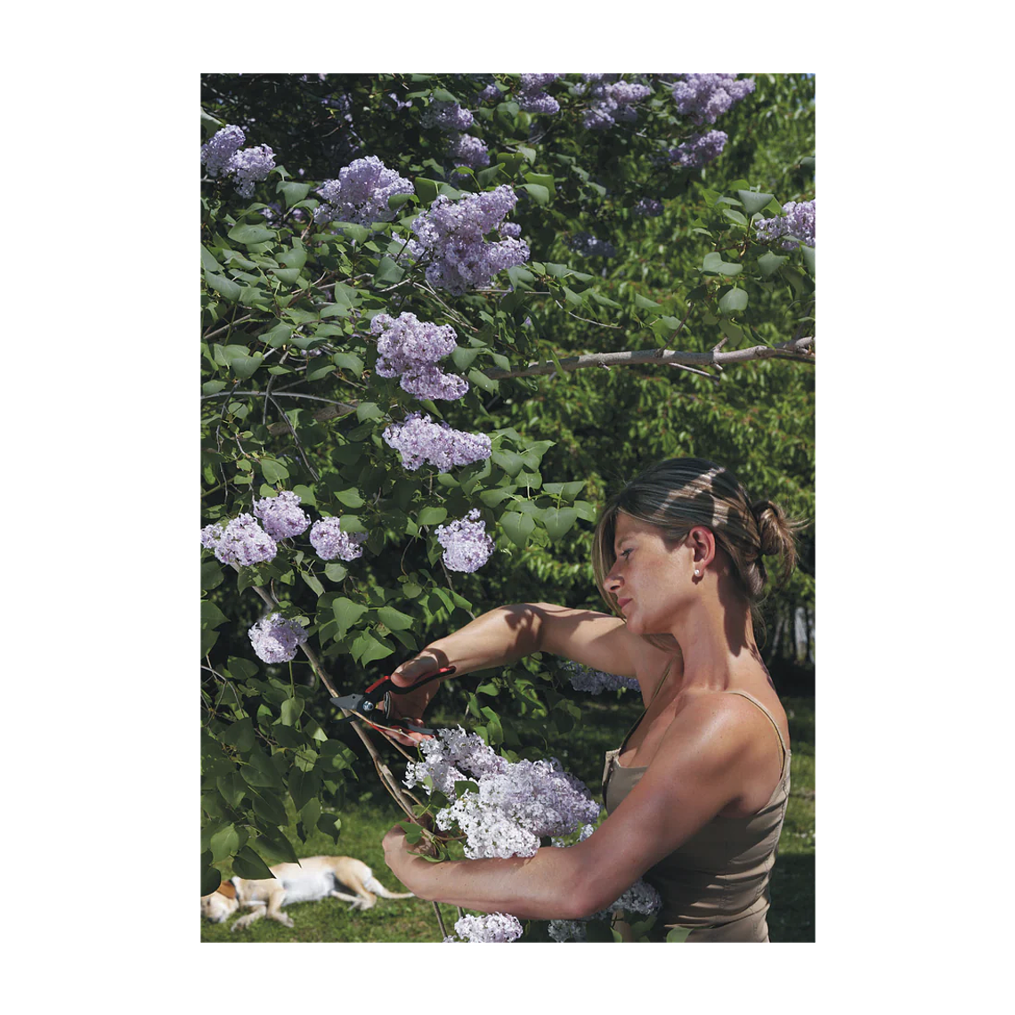 Tesoura de Poda Felco 160S 2