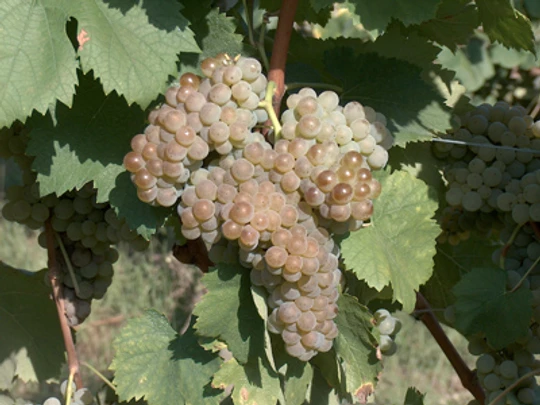 List of grape varieties grown in Portugal