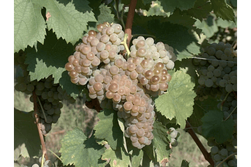 List of grape varieties grown in Portugal