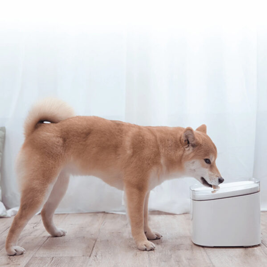 Fonte de Água Xiaomi Smart Pet Fountain 5