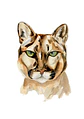 Puma - Miniatura 2