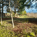 PARCELA CON CASA Y CABAÑA A ORILLA CARRETERA RUTA FREIRE A VILLARRICA SECTOR PUQUEREO