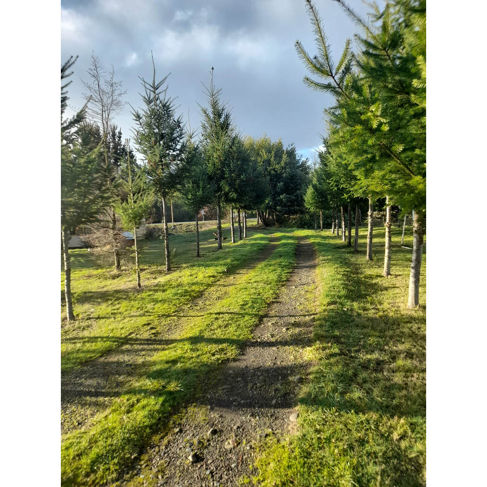 PARCELA CON CASA Y CABAÑA A ORILLA CARRETERA RUTA FREIRE A VILLARRICA SECTOR PUQUEREO