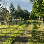 PARCELA CON CASA Y CABAÑA A ORILLA CARRETERA RUTA FREIRE A VILLARRICA SECTOR PUQUEREO