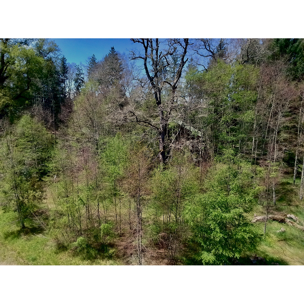 CABAÑAS COYANCO VENTA POR LOTES O TODO – SECTOR PUTUE – VILLARRICA.