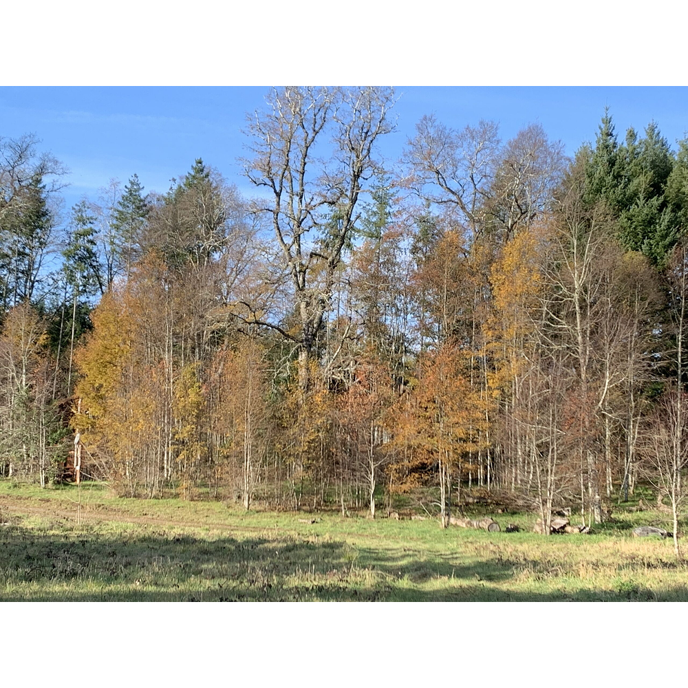 CABAÑAS COYANCO VENTA POR LOTES O TODO – SECTOR PUTUE – VILLARRICA.