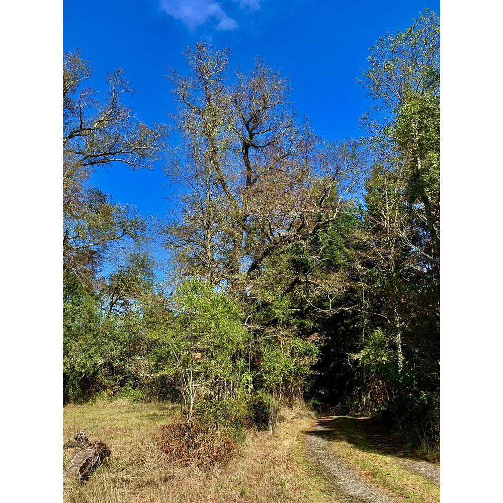 CASA CON ORILLA DE RIO – SECTOR PUTUE ALTO-VILLARRICA