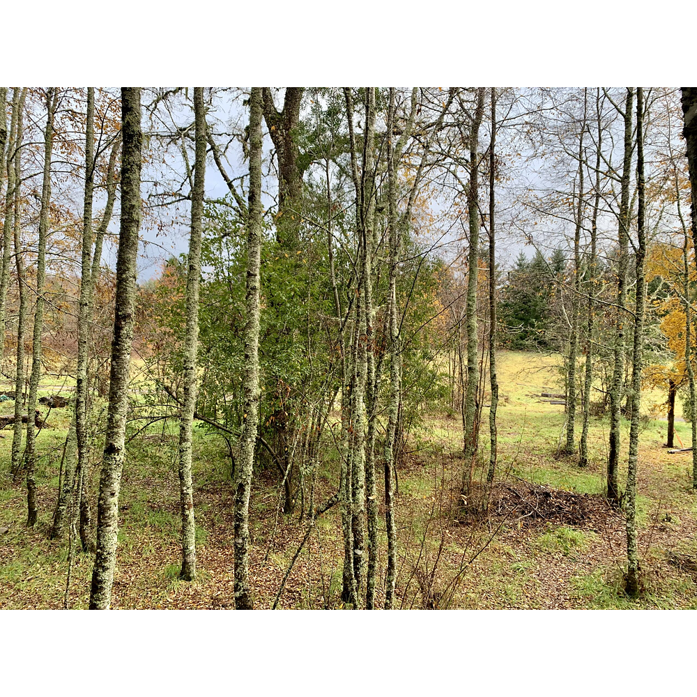 CASA CON ORILLA DE RIO – SECTOR PUTUE ALTO-VILLARRICA