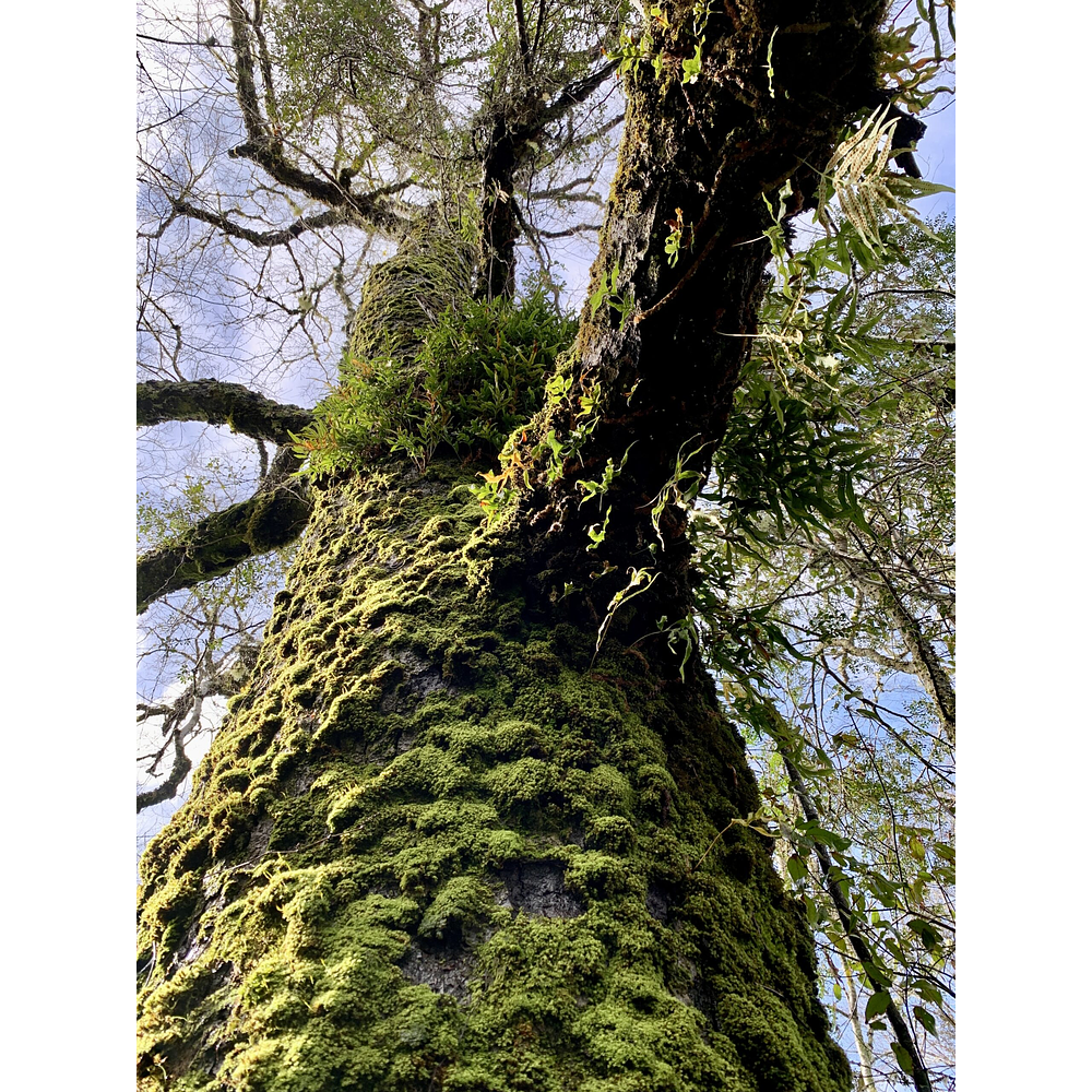 CASA CON ORILLA DE RIO – SECTOR PUTUE ALTO-VILLARRICA