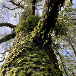 CASA CON ORILLA DE RIO – SECTOR PUTUE ALTO-VILLARRICA