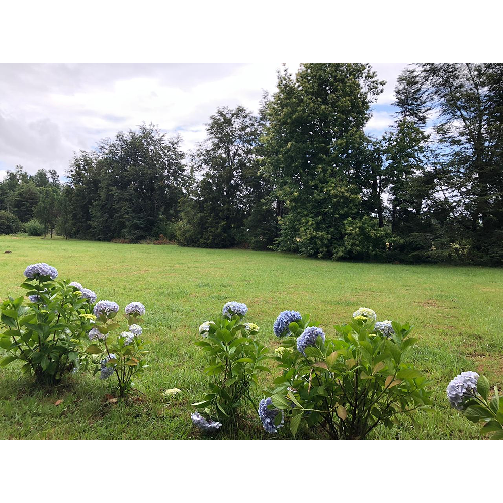 PARCELAS (2) CON DOS CABAÑAS SECTOR CANDELARIA – VILLARRICA