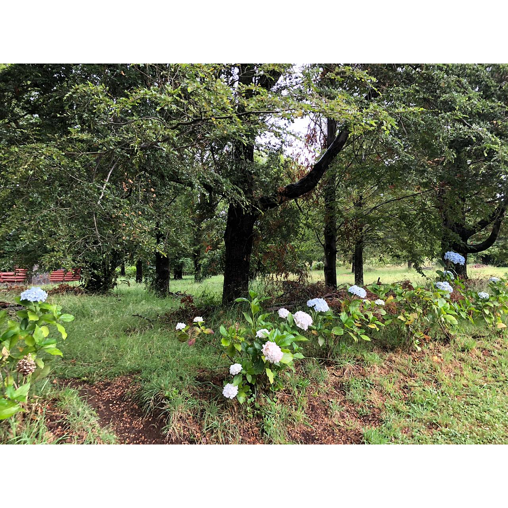 PARCELAS (2) CON DOS CABAÑAS SECTOR CANDELARIA – VILLARRICA