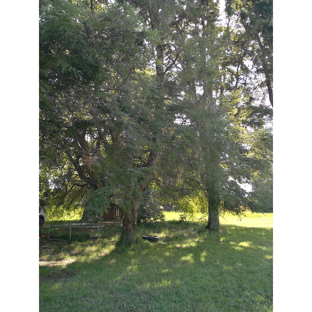 PARCELAS (2) CON DOS CABAÑAS SECTOR CANDELARIA – VILLARRICA