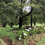 PARCELAS (2) CON DOS CABAÑAS SECTOR CANDELARIA – VILLARRICA