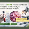 Estudio: Exposición a PFAS durante el embarazo: implicaciones para la salud y el funcionamiento de la placenta