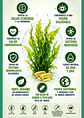 Omega 3 Vegano de Algas Piping Rock® 500 mg | 130 Cápsulas Veganas | DHA y DPA de Origen Vegetal | Sin Olor a Pescado | Colombia  - Miniatura 2