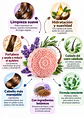 Panavayu Shampoo Sólido Natural de Lavanda y Romero 85 g | Limpieza Suave, Hidratación y Cuidado Capilar | Con Ceramidas, Proteínas Vegetales y Pantenol | Colombia - Miniatura 2