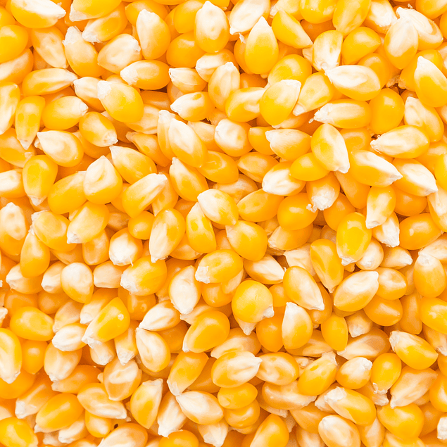 Maiz pop corn 100grs