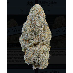Weneed  Snowing in Dam (Indoor)  3,5g 