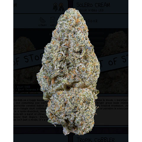 Weneed  Snowing in Dam (Indoor)  3,5g 