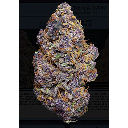 Weneed Tarmac (Indoor)  3,5g    