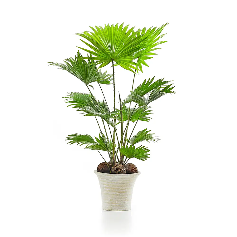 Demo - Set de plantas de interior 3