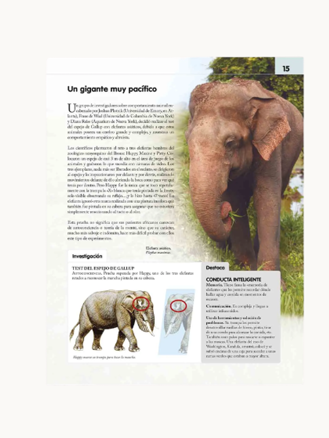 Reino animal inteligente 2