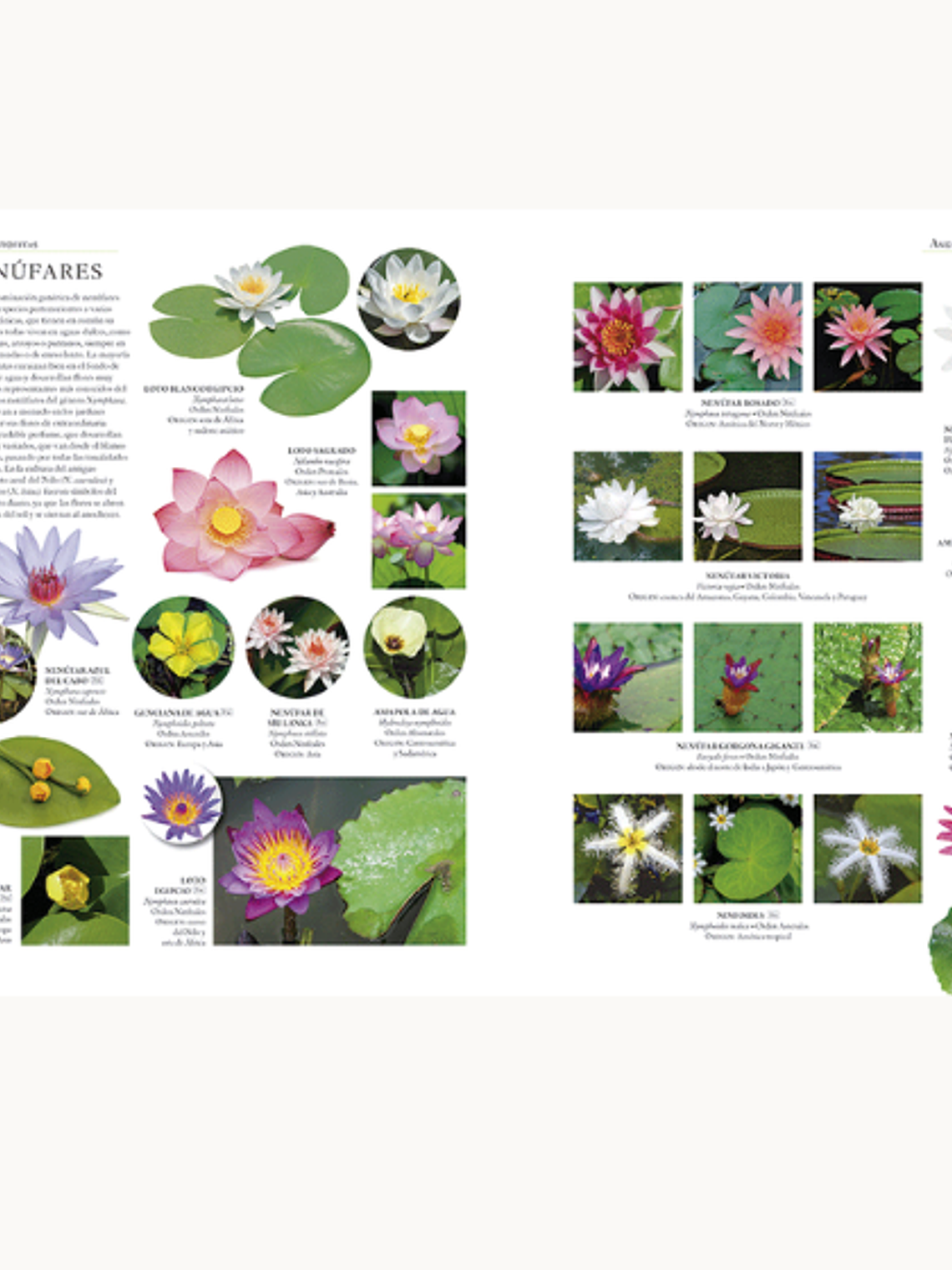 ENCICLOPEDIA ILUSTRADA DEL REINO VEGETAL 2