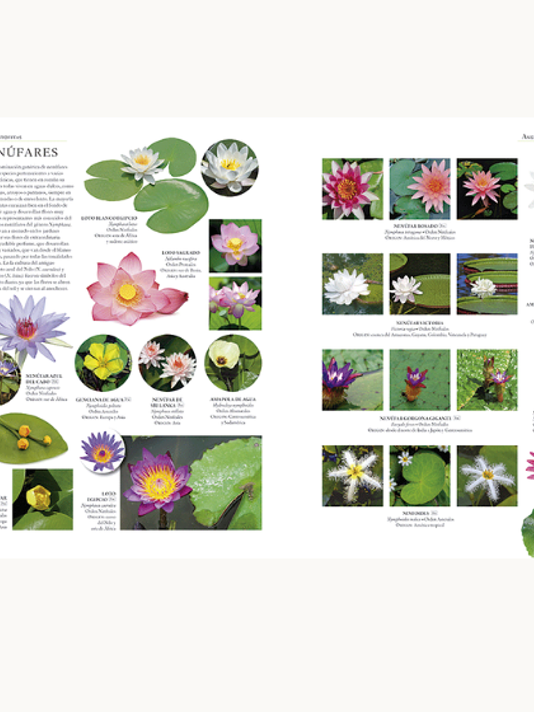 ENCICLOPEDIA ILUSTRADA DEL REINO VEGETAL 2