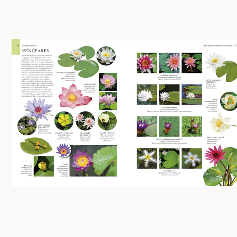 ENCICLOPEDIA ILUSTRADA DEL REINO VEGETAL 2