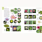 ENCICLOPEDIA ILUSTRADA DEL REINO VEGETAL - Miniatura 2