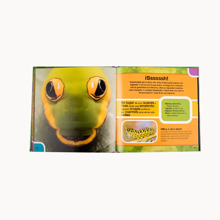 Insectos y mariposas 2