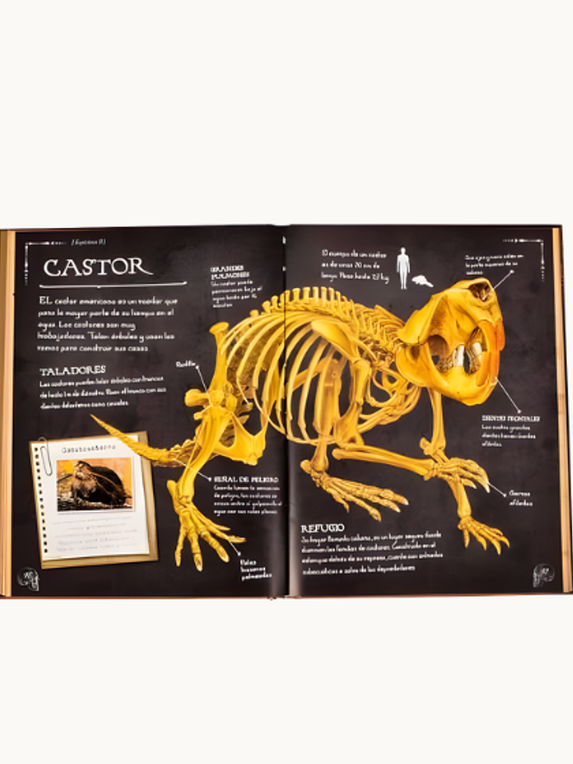 Colección de Huesos Animales 2