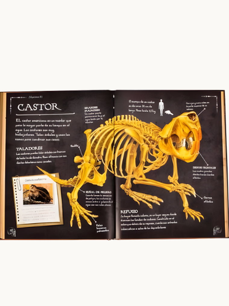 Colección de Huesos Animales 2