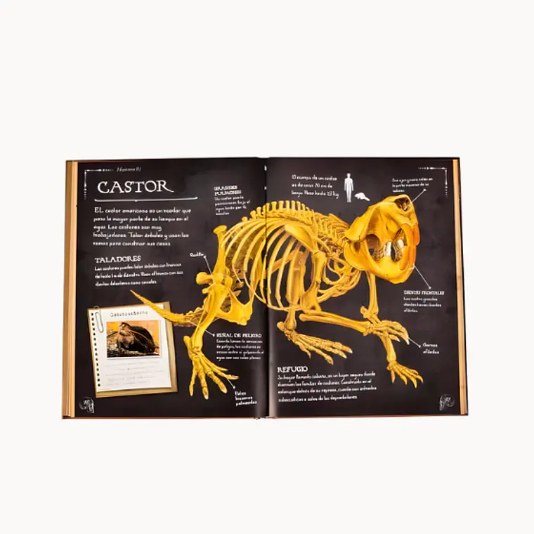 Colección de Huesos Animales 2