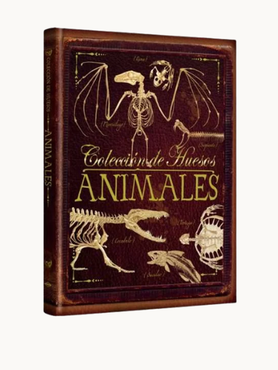 Colección de Huesos Animales 1
