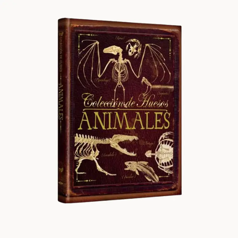 Colección de Huesos Animales 1