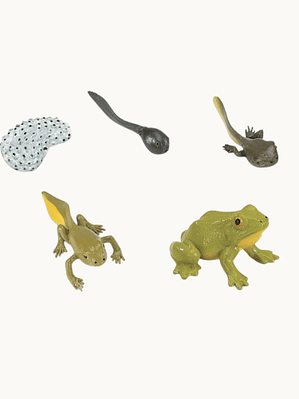 Set Educativo Ciclo de Vida de la Rana