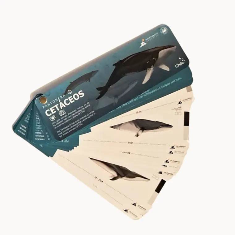 Pantonera cetaceos 1