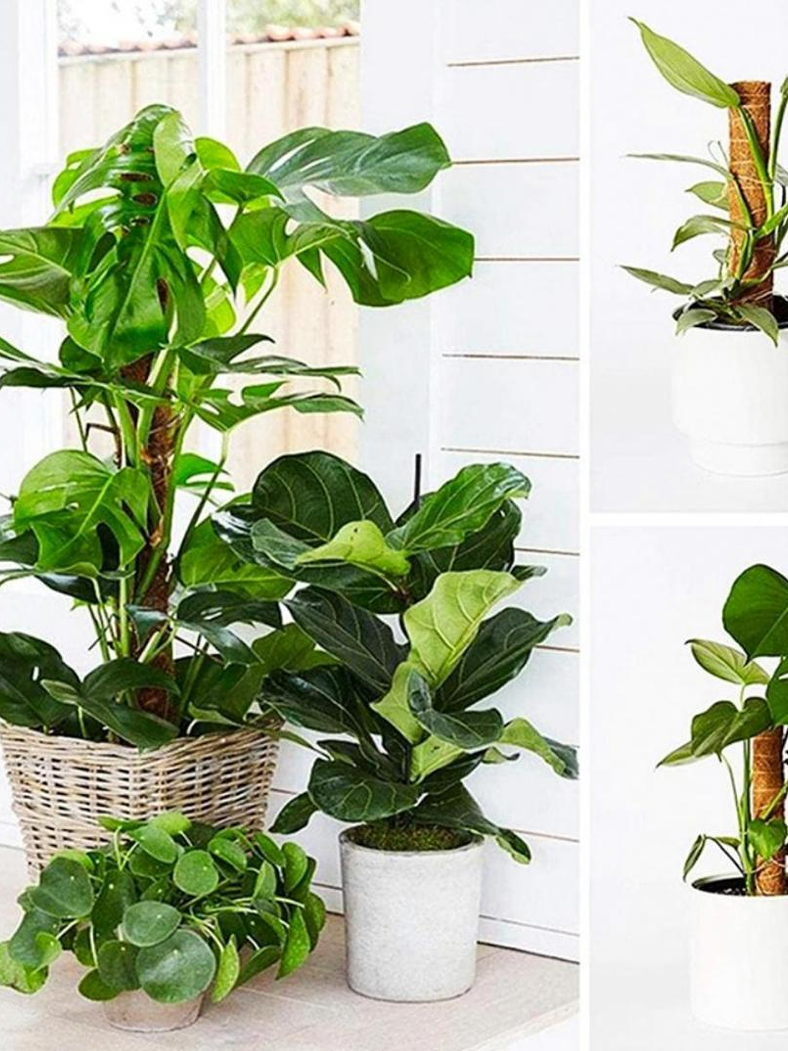 Tutor fibra de coco 40cm 3