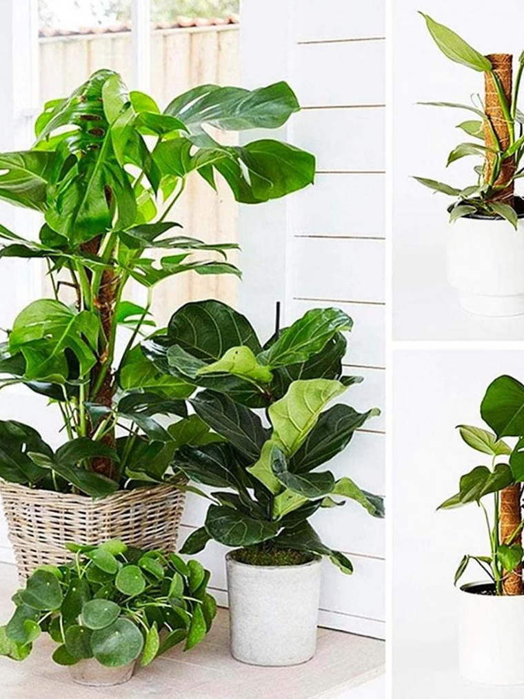 Pack 3 tutores fibra de coco 40 cm 1