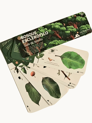 Pantonera bosque esclerófilo