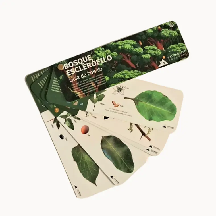 Pantonera bosque esclerófilo 1