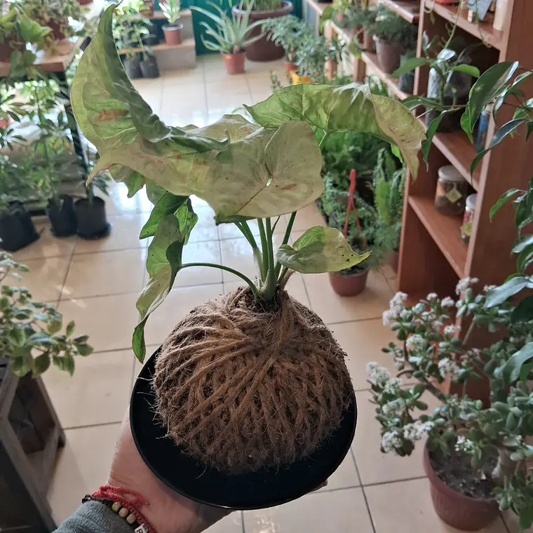 kokedamas 1