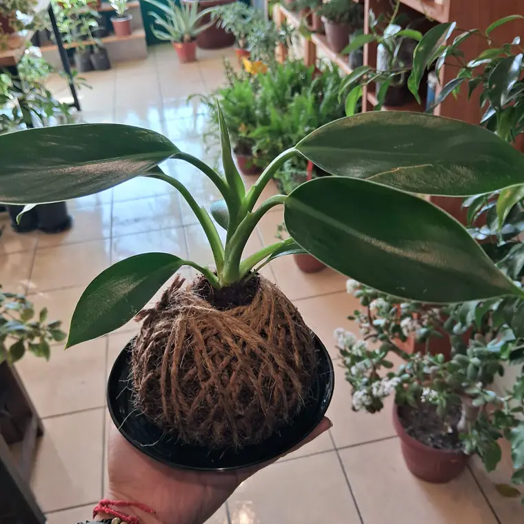 kokedamas 2