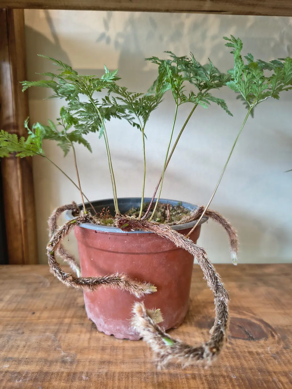 Helecho Pata de Conejo - Davallia mariesii 1