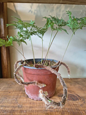 Helecho Pata de Conejo - Davallia mariesii
