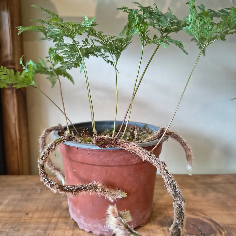Helecho Pata de Conejo - Davallia mariesii 1