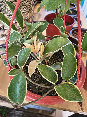hoya carnosa 'Krimson Queen'